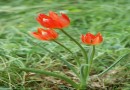 Tulipa thracica ©  Pandion Wild Tours